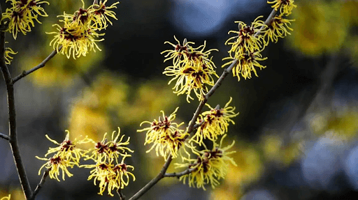 witch hazel plant for hand sanitizer